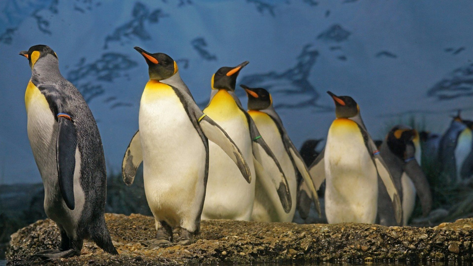 25 de abril: Día Mundial del Pingüino