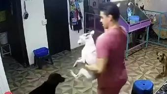 Foto: Video: Empleado de Estética Canina Habría Matado a Golpes a Perrito