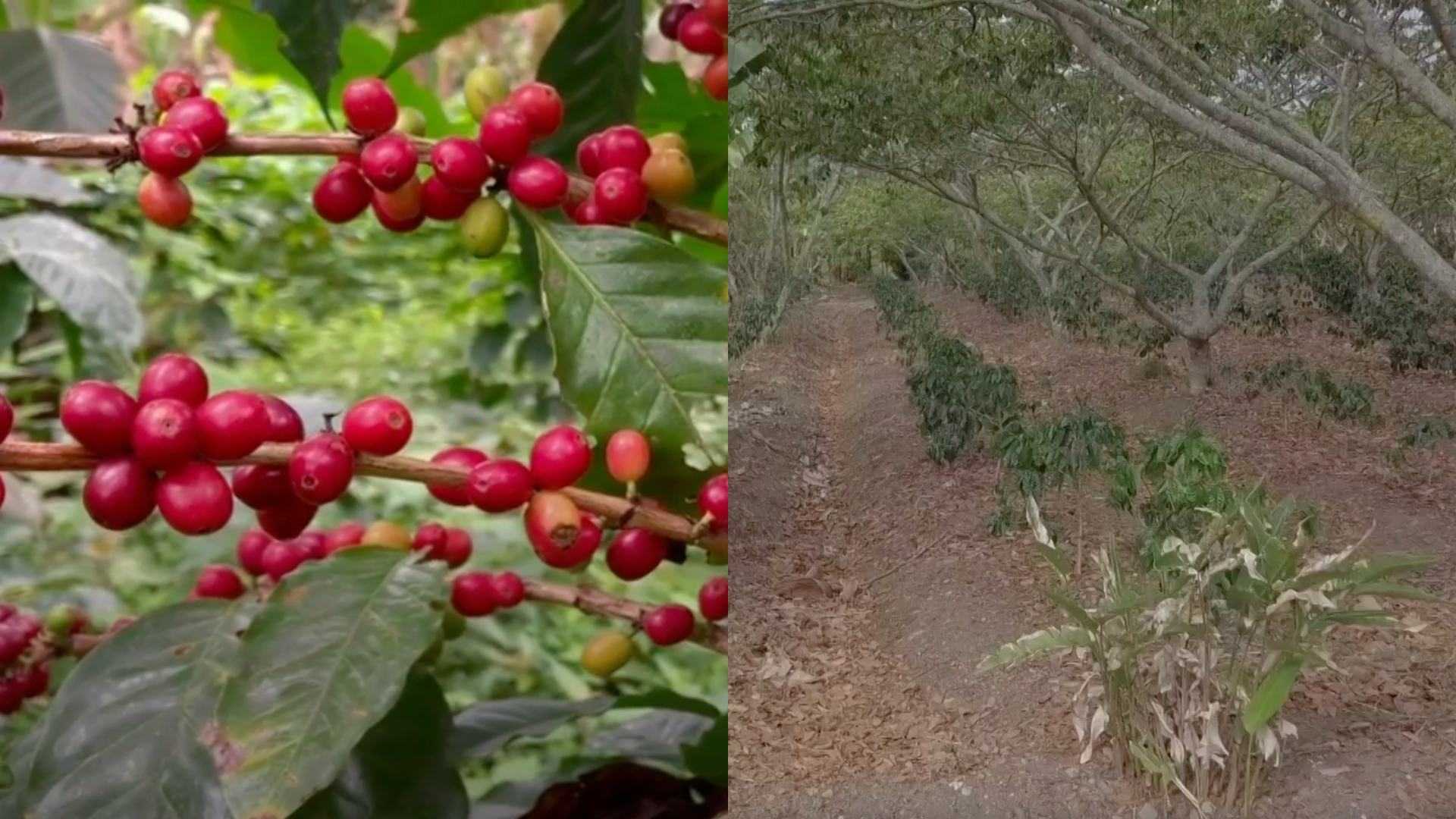 Cultivos de café en Veracruz