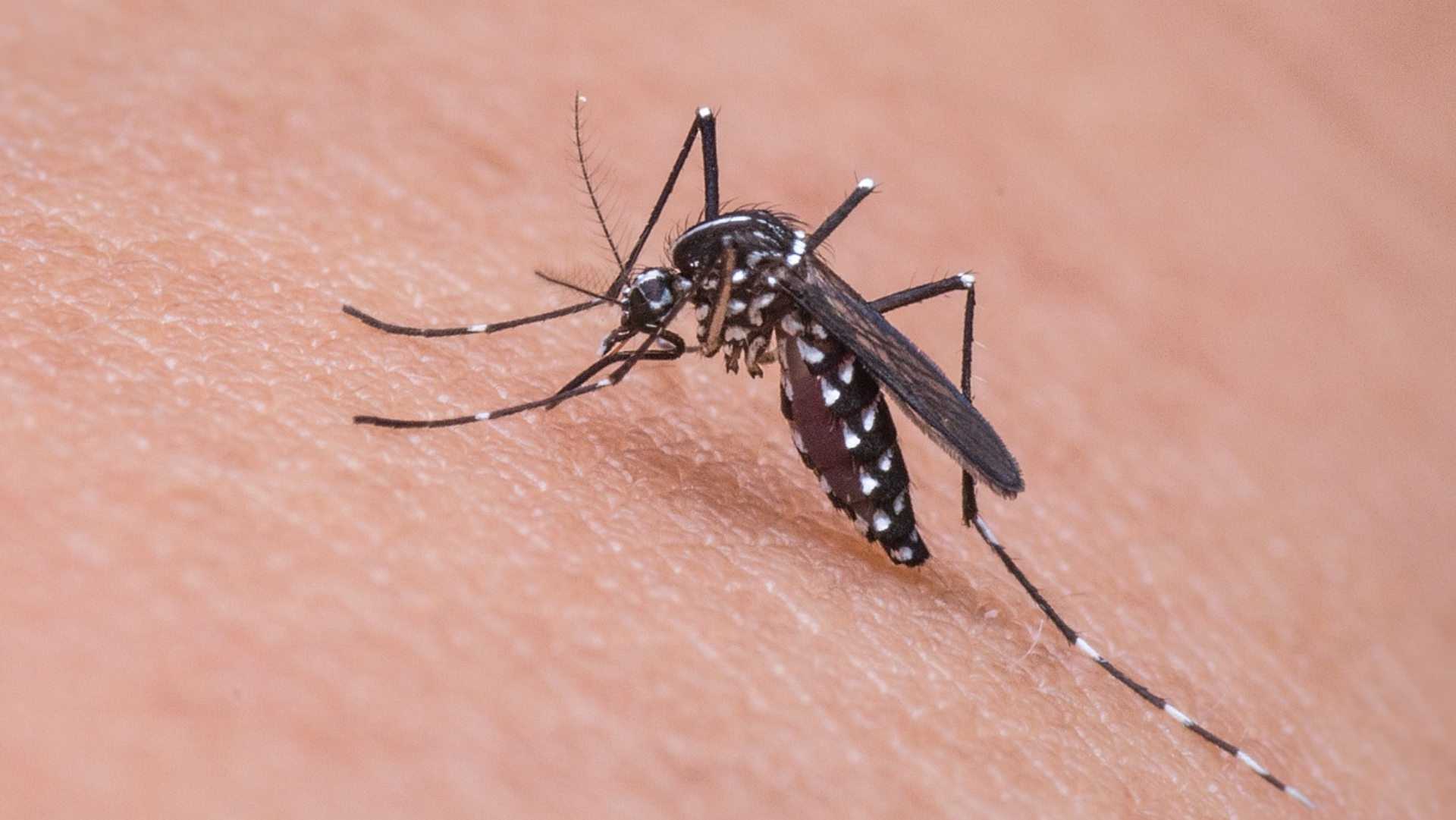 México Suma Casi 24 Mil Casos de Dengue este 2024; la Mitad en Solo 5 Estados