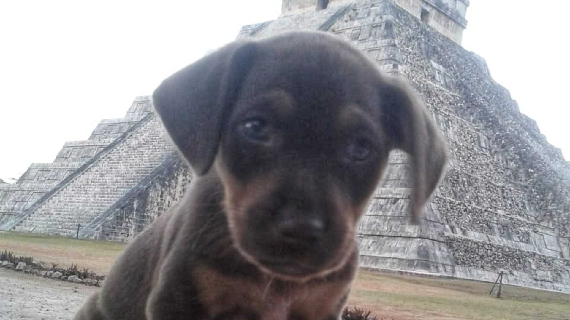Duke era un perrito guardián en Chichen Itzá; murió a los 14 años