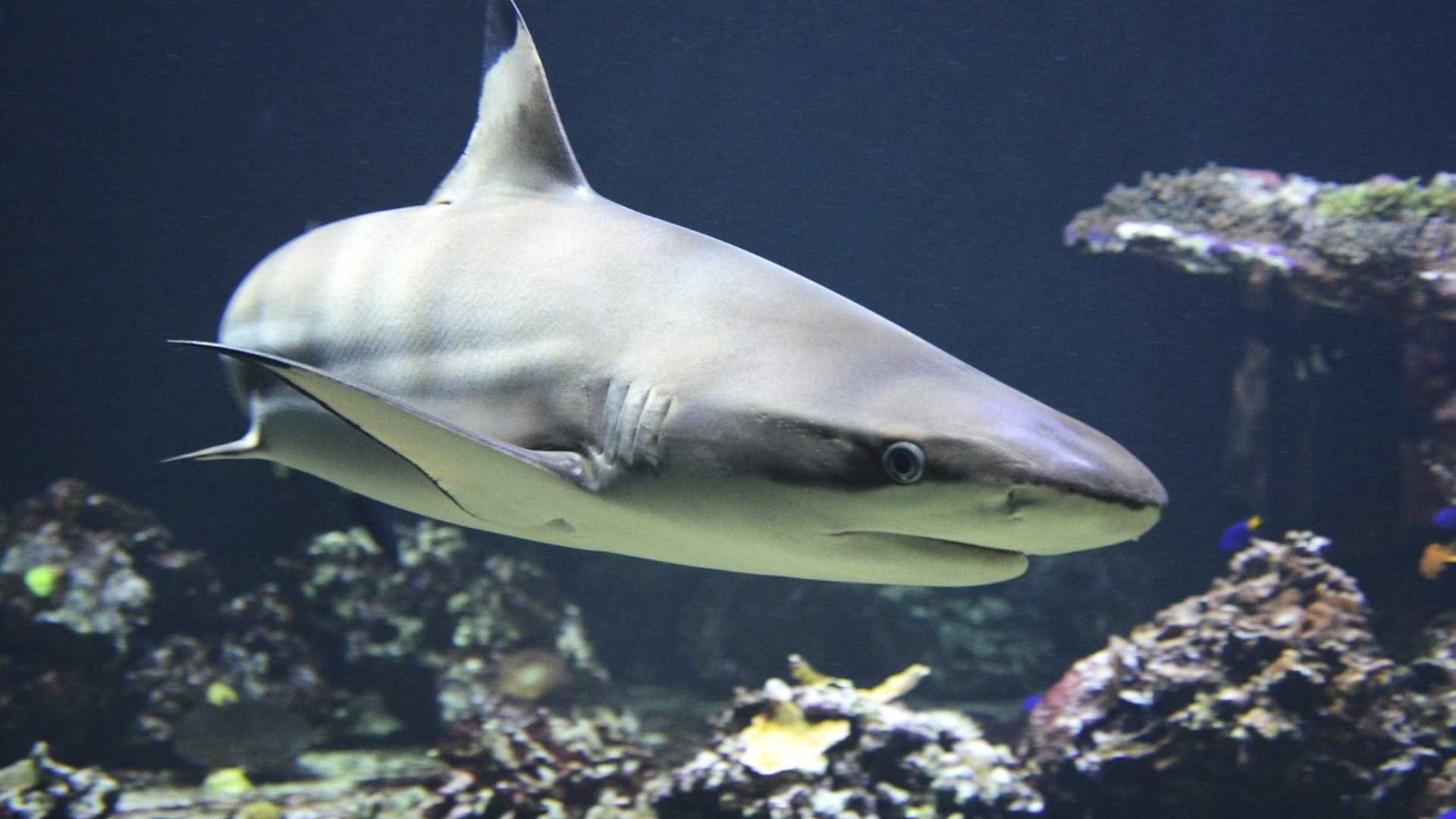 Detectan cocacína en tiburones en Brasil