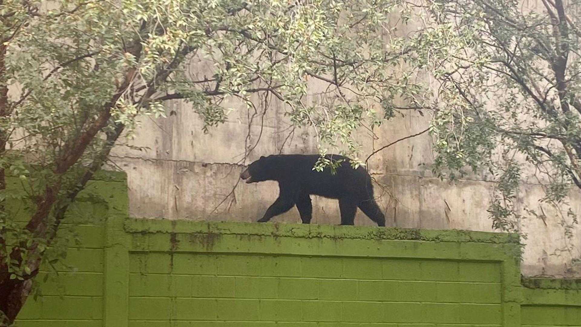 Llamadas de emergencia alertaron la presencia del oso en la zona sur de Monterrey