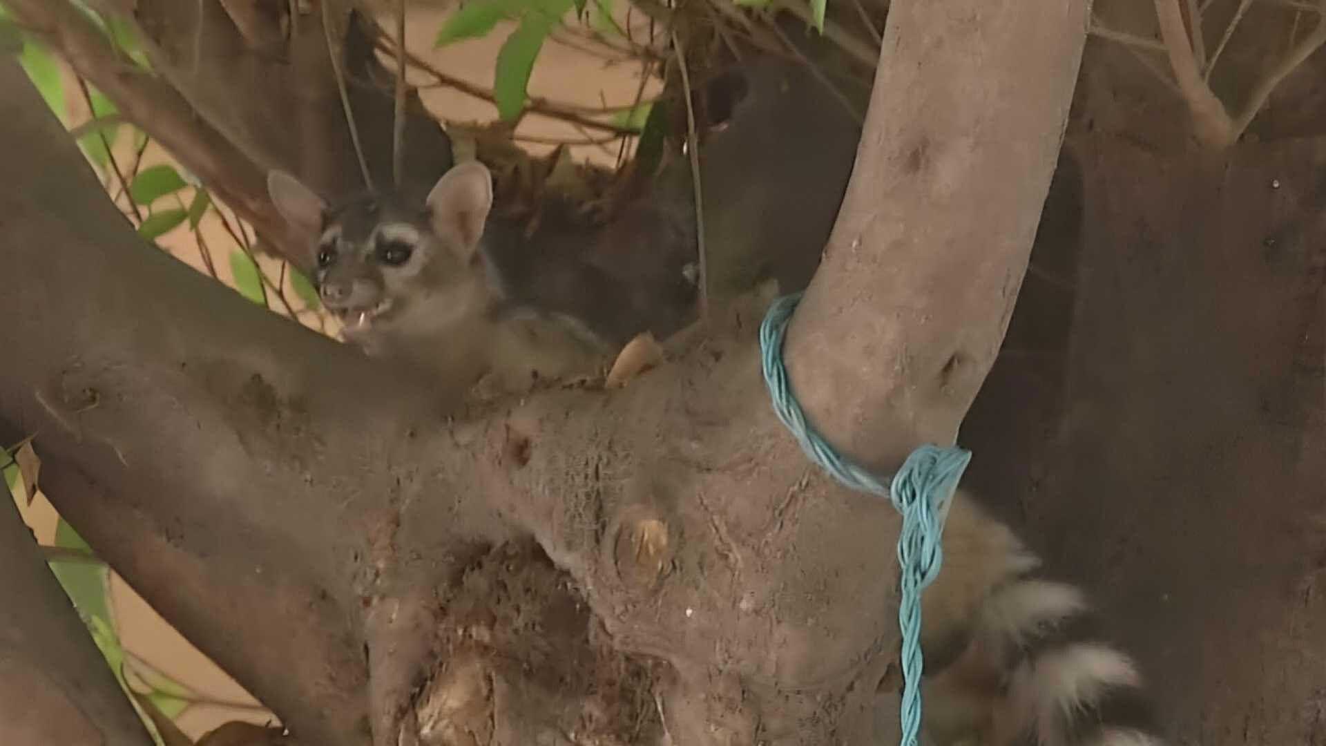 Avistamientos de Cacomixtles y Murciélagos, Más Frecuentes en CDMX