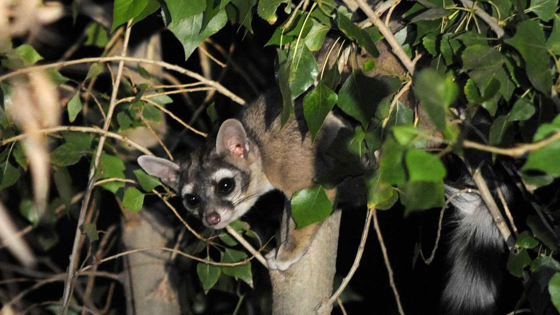 ¿Cacomixtles Pueden Transmitir la Rabia?: Explica el Policía Alejandro García