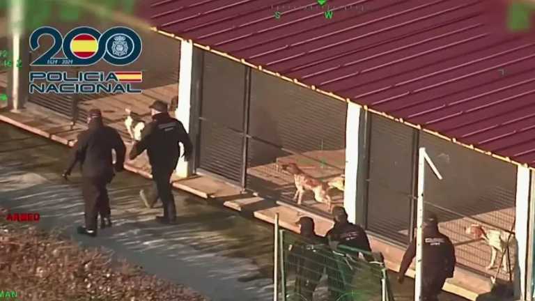 En España fueron detenidas ocho personas por la cría y venta ilegal de cachorros en España; la Policía rescató a más de cien perritos que sufrieron maltrato