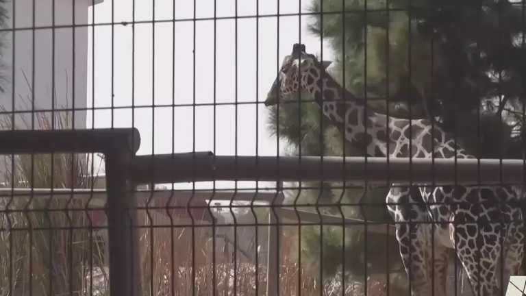 Francisco Javier Carmona, corresponsal de N+, comenta en Despierta que la jirafa ‘Benito’ sigue soportando las bajas temperaturas que se registran en Chihuahua por lo que fue resguardado en un cobertizo del Parque Central de Ciudad Juárez