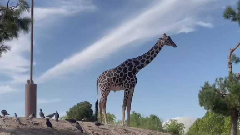 Frank Carlos Camacho, director de Africam Safari en Puebla, comenta en entrevista para Despierta que la jirafa Benito será trasladada en un contenedor especial, debido a que el camino ‘es muy largo’