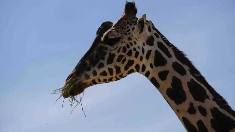 Este es el momento en el que la jirafa 'Benito' se integra a la manada en el zoológico Africam Safari, en Puebla