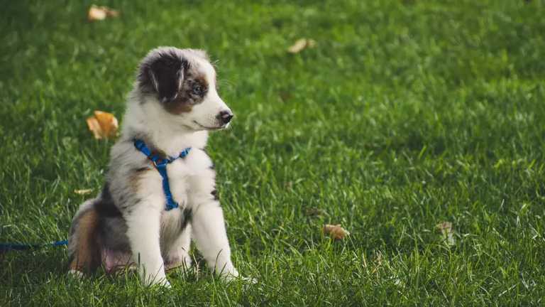 La Fundación Pueblo Canino con sede en Celaya, Guanajuato, consiguió un amparo que prohíbe el sacrificio de perros y gatos en abandono