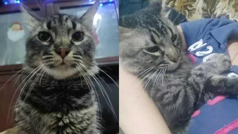 La dueña del gato llamado Pinocho, denunció que su mascota murió después de haber sido abusado sexualmente en Río Medio, Veracruz.