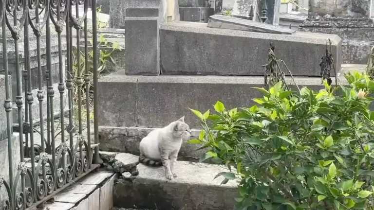 Organizaciones protectoras de animales en Xalapa, Veracruz, alertaron sobre la desaparición de gatos.