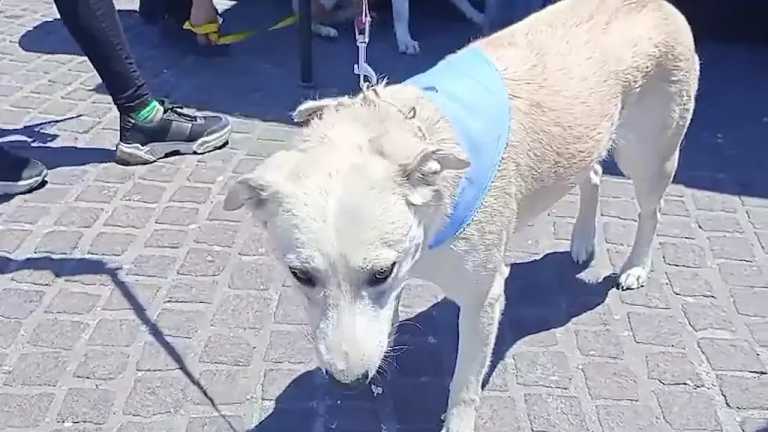 En el  municipio de San Juan del Río, el sujeto tenía 25 perros, de los cuales se comprobó que seis fueron abusados, uno más que intentó matar y uno que se comió, donde hay un testigo del hecho.