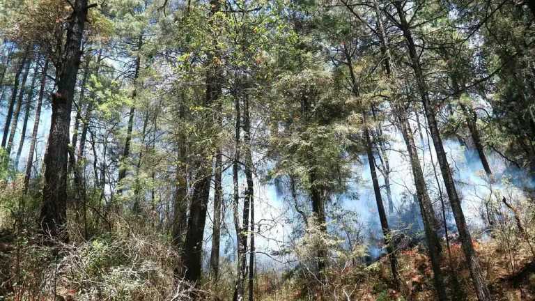 Los habitantes del municipio de Atizapán buscan recuperar el ecosistema que los incendios forestales devastaron, se calcula que fueron más de 170 hectáreas