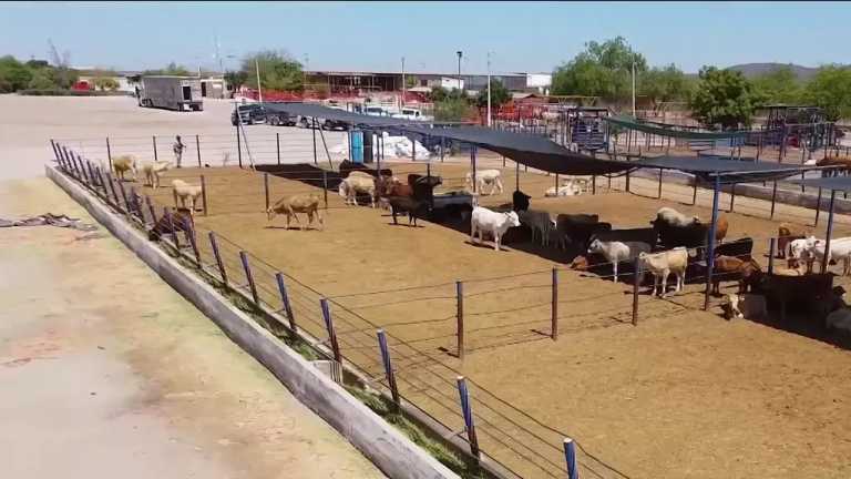 En Sonora hay reses que tienen la fama de producir la mejor carne de México, solo que llevan unos meses bajo una etapa de ‘vacas flacas’ debido a la sequía