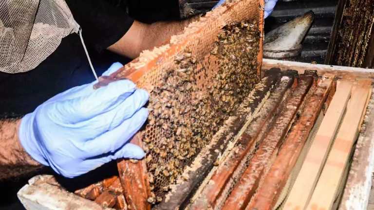 En México, hay cerca de 2 mil especies de abejas, insectos que están en peligro por el cambio climático, los pesticidas y los parásitos; su desaparición podrían afectar cultivos