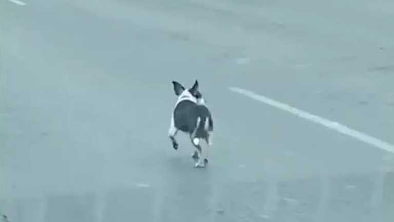 Asustado, confundido, pero sin prisa y caminando por el carril de alta velocidad de la avenida Miguel Alemán a la altura del municipio de Apodaca fue visto un perro de talla pequeña.