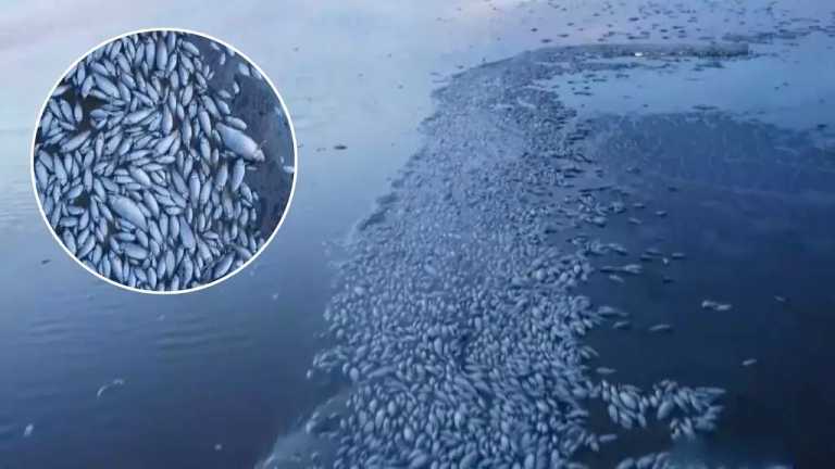 Debido a la intensa sequía y la falta de lluvias en el estado, miles de peces murieron en la laguna de Bustillos, en el seccional de Anáhuac, desconcertando a los pobladores de la región.