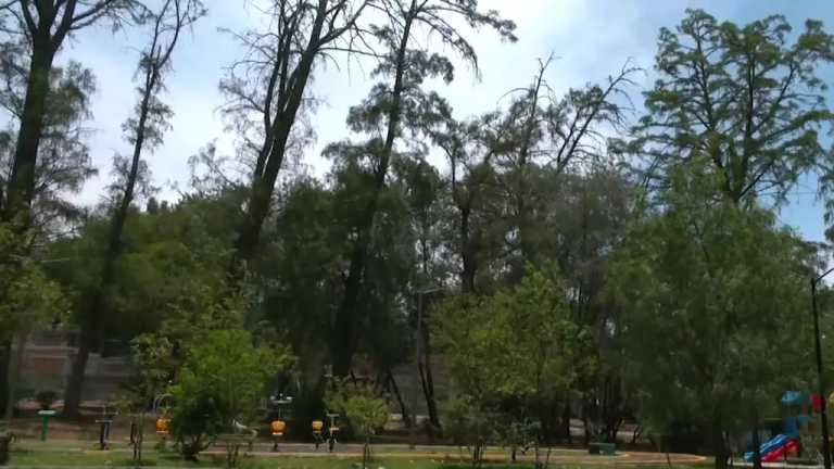 En la CDMX, el bosque Nativitas, que se ubica en la alcaldía Xochimilco, es uno de los pulmones de la capital, sin embargo, está en abandono