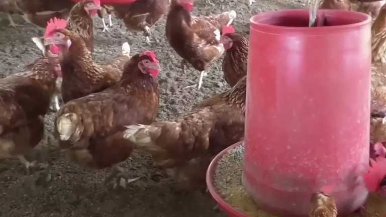 Las autoridades mexicanas aún no detectan el origen del contagio del primero caso de gripe aviar AH5N2; se han detectado brotes en aves de granja del Edomex y Michoacán
