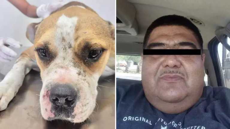 Este fin de semana, la FGE rescató con vida a “Chencho”, un perrito que fue captado siendo golpeado en Mexicali. En el lugar también se encontraron restos de dos supuestos cachorros asesinados.