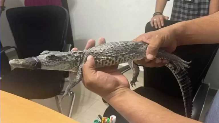 Personal del Departamento de Bomberos aseguró al reptil y lo trasladó a las instalaciones de Rescate y Adopción de Mascotas para su valoración.