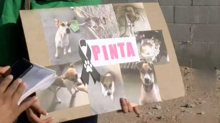 Pinta, una perrita de casi cuatro años, fue encontrada sin vida con diversas lesiones en el cuerpo en el parque Tarento, ubicado en el fraccionamiento Paraje de Oriente, en Ciudad Juárez.