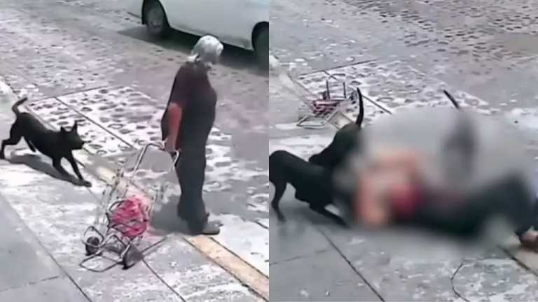 Una cámara de seguridad grabó el momento en que los animales atacan a la mujer adulta, donde se puede observar cuando va caminando por la calle tranquilamente y los perros se lanzan ferozmente, esto en Pedro Escobedo en Querétaro.