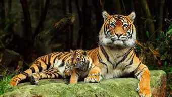 Foto: Cachorros Tigre Zoológicos Rusia 