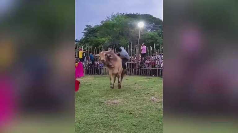 En Tabasco, un jinete resultó gravemente herido al caer de un toro un toro en la comunidad de Tucta, en el municipio de Nacajuca, el animal lo pisó varias veces