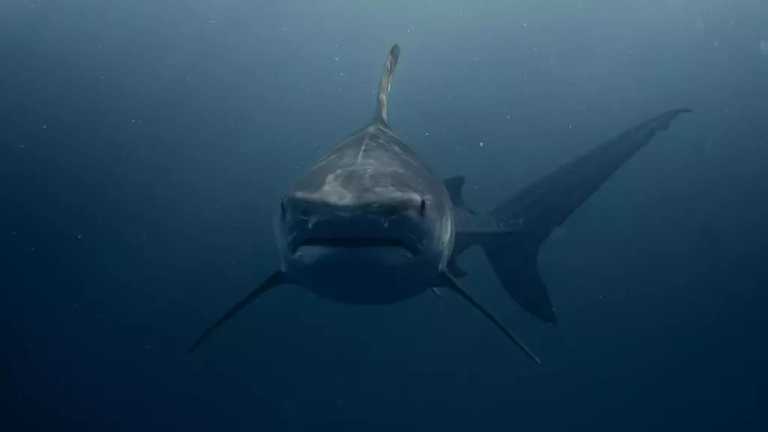 Investigadores encontraron cocaína en 13 tiburones en Río de Janeiro, Brasil; creen que se intoxicaron por la sobreexposición a la gran cantidad de droga que se desecha en el mar