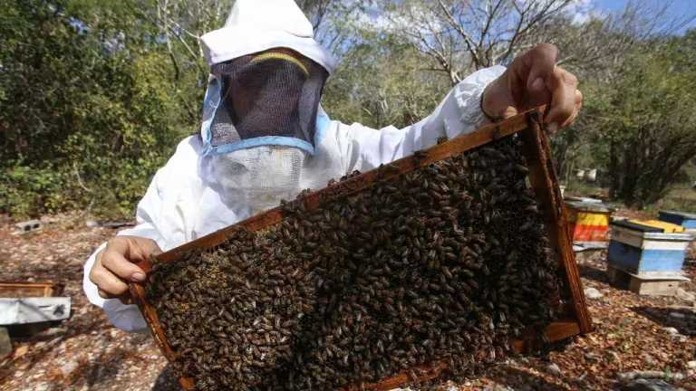 Los apicultores de nuestro país enfrentan la creciente competencia desleal por la entrada al mercado de miel proveniente de China, que es una miel rebajada con jarabe de azúcar