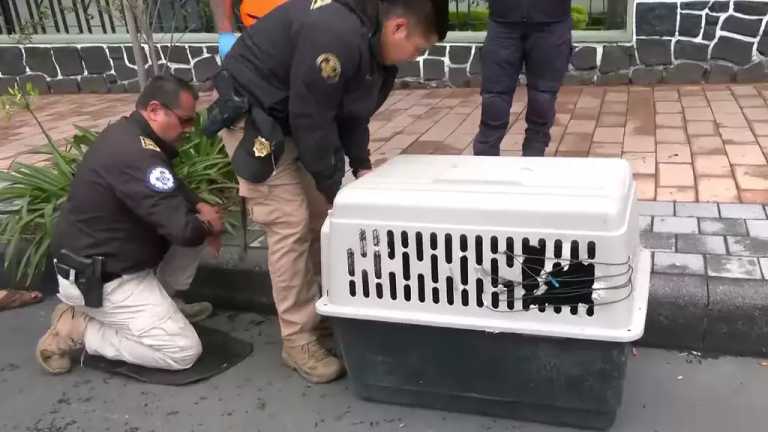 Un pequeño gatito se encuentra gravemente lesionado luego de ser atropellado en la calzada Chivatito, en la alcaldía Miguel Hidalgo, CMDX; fue trasladado a las instalaciones de la Brigada
de Vigilancia Animal