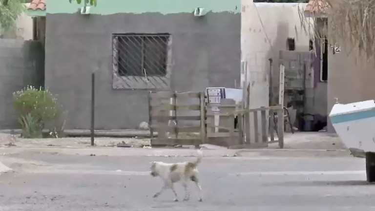 Víctor Manuel "N" dueño de un perro que atacó a un niño, fue vinculado a proceso por las presuntas lesiones culposas que ponen en riesgo la vida y dejan cicatrices.