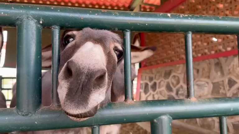 Una veintena de caballos, yeguas y burros fueron jubilados de labores de tracción de basura, donde experimentaban jornadas largas y maltratos en Chimalhuacán, Edomex