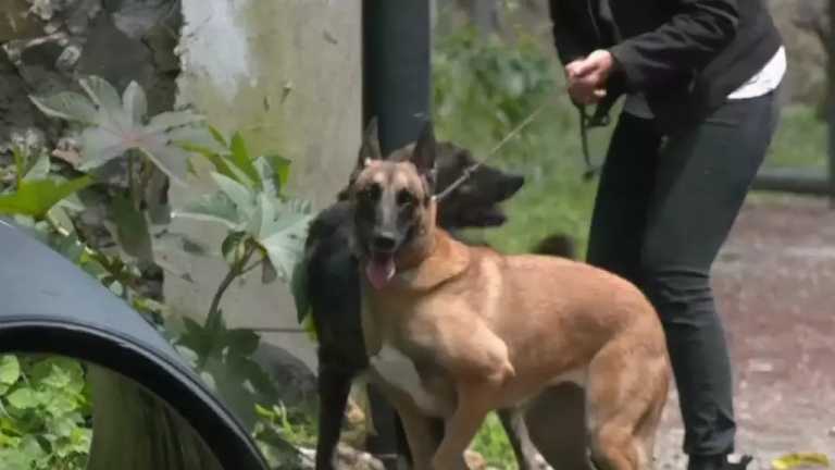 Estos 8 perros de compañía se graduaron como buscadores y rescatistas en caso de desastres naturales o incidentes para ayudar a sus familias; así fue su entrenamiento