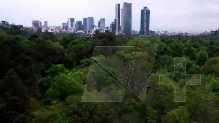 La SEDEMA y la UNAM registraron la biodiversidad del Bosque de Chapultepec durante el primer "BioBlitz", descubriendo 279 especies, incluidas luciérnagas y murciélagos, en un evento de 24 horas