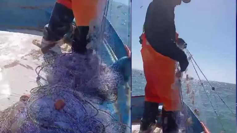 Pescadores de Bahía de Kino se levantaron desde las 3 de la mañana del miércoles para prepararse e ir a la captura del camarón, pues se levantó la veda a las 6 de la mañana del 2 de octubre.