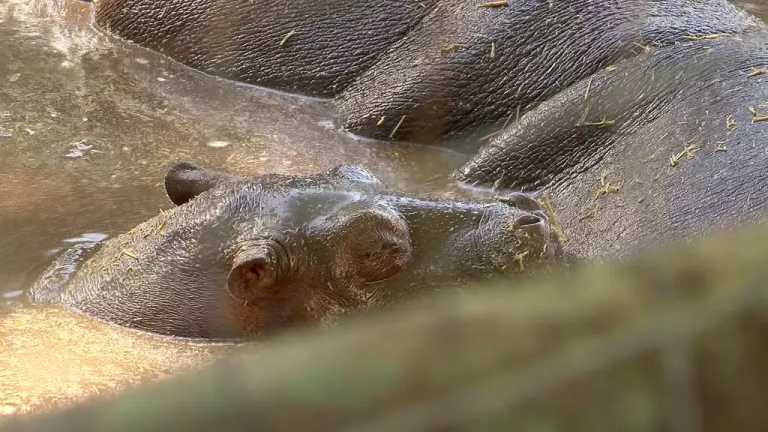 Después de 7 años de no tener un nacimiento de hipopótamo en el Centro Ecológico de Sonora, el 30 de agosto pasado nació una cría sana que pesó 35 kilogramos.