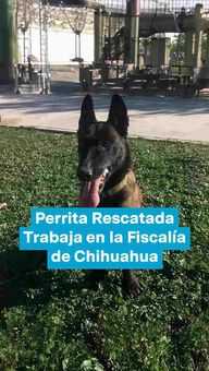 FOTO: Perrita Rescatada Trabaja en la Fiscalía de Chihuahua