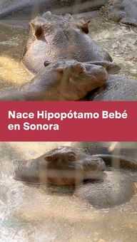 FOTO: Nace Hipopótamo Bebé en Sonora