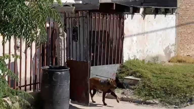 Autoridades llegaron a la calle Veracruz, en la colonia Colinas de Juárez, para llevar a cabo un operativo debido a la sospecha de que un cuerpo podría estar enterrado en el interior.