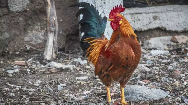 Los animales que son utilizados en diferentes rituales de santería se consiguen en los mercados como el de Sonora, en la Ciudad de México (CDMX)