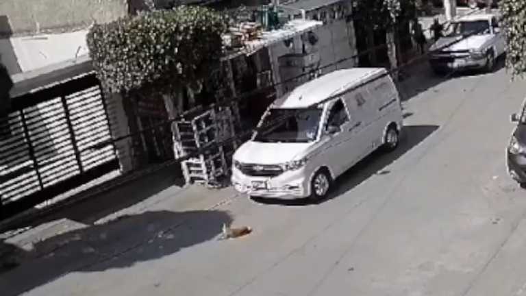 Captan en video el momento en que un hombre que salía de una tienda atropella apropósito a un perrito salchicha que tomaba el sol en Paseos de la Cima, en León.