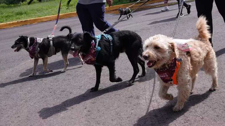 Desde hace un mes los vecinos colocaron estos polvos para evitar que los animales defequen en la colonia Escandón, sin embargo, se desconoce si la sustancia es dañina