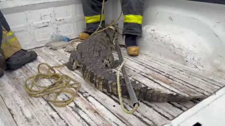 De acuerdo con elementos de bomberos, el animal mide por lo menos un metro y medio de largo y se cree que llegó hasta esta zona a través del Río Pánuco.