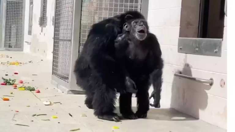 La reacción emotiva de esta chimpancé te va sorprender tanto como a ella al ver el cielo.