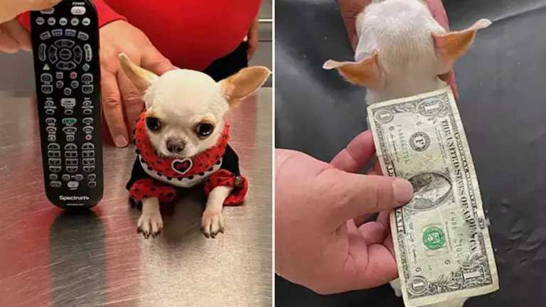 Pearl, una linda perrita Chihuahua de tres años, gana el Récord Guinness por ser la más pequeña del mundo, con tan solo 9.14 centímetros de alto, 12.7 centímetros de longitud y 553 gramos de peso