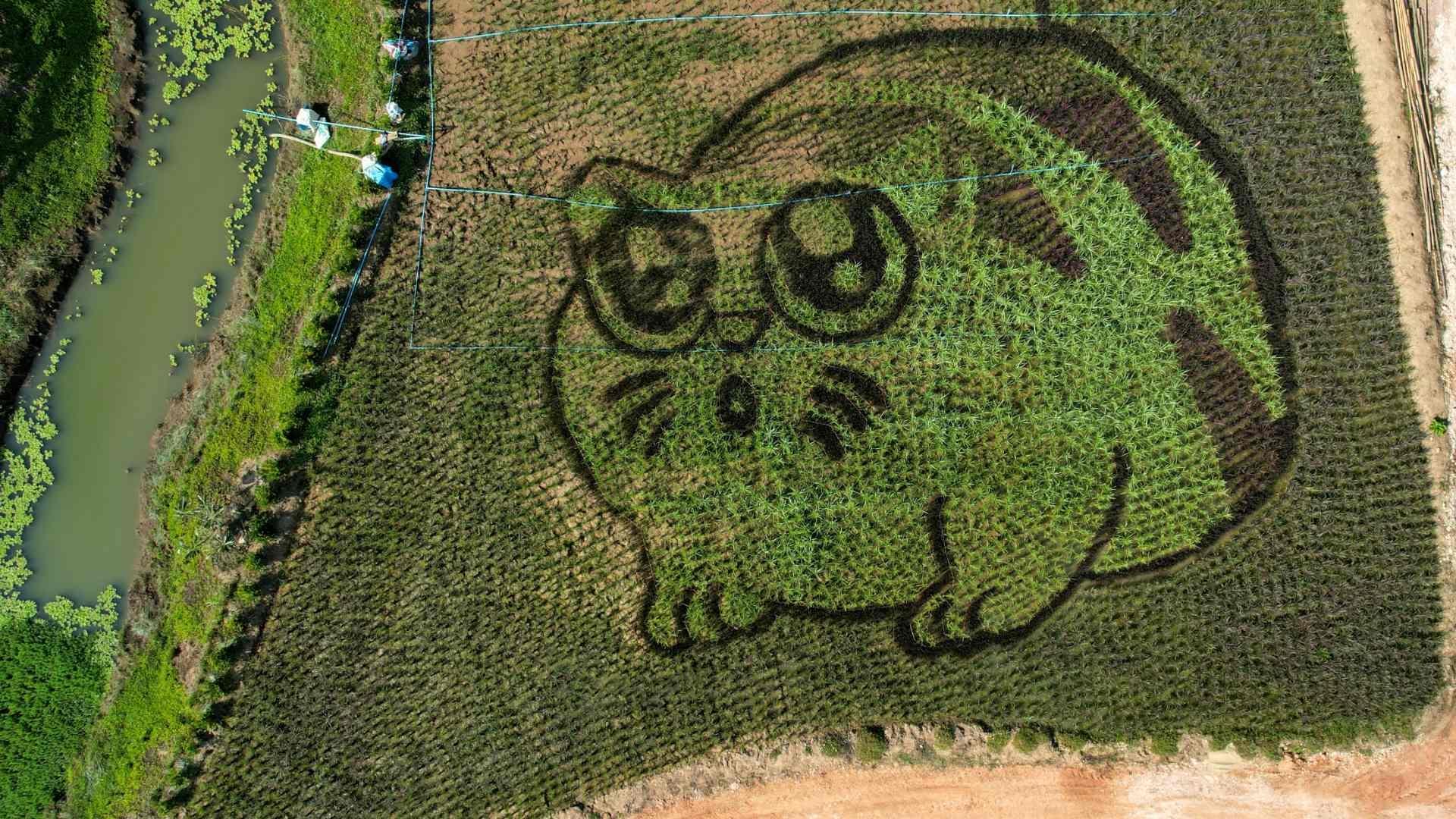 Crean gatos en sembradíos de arroz en Tailandia