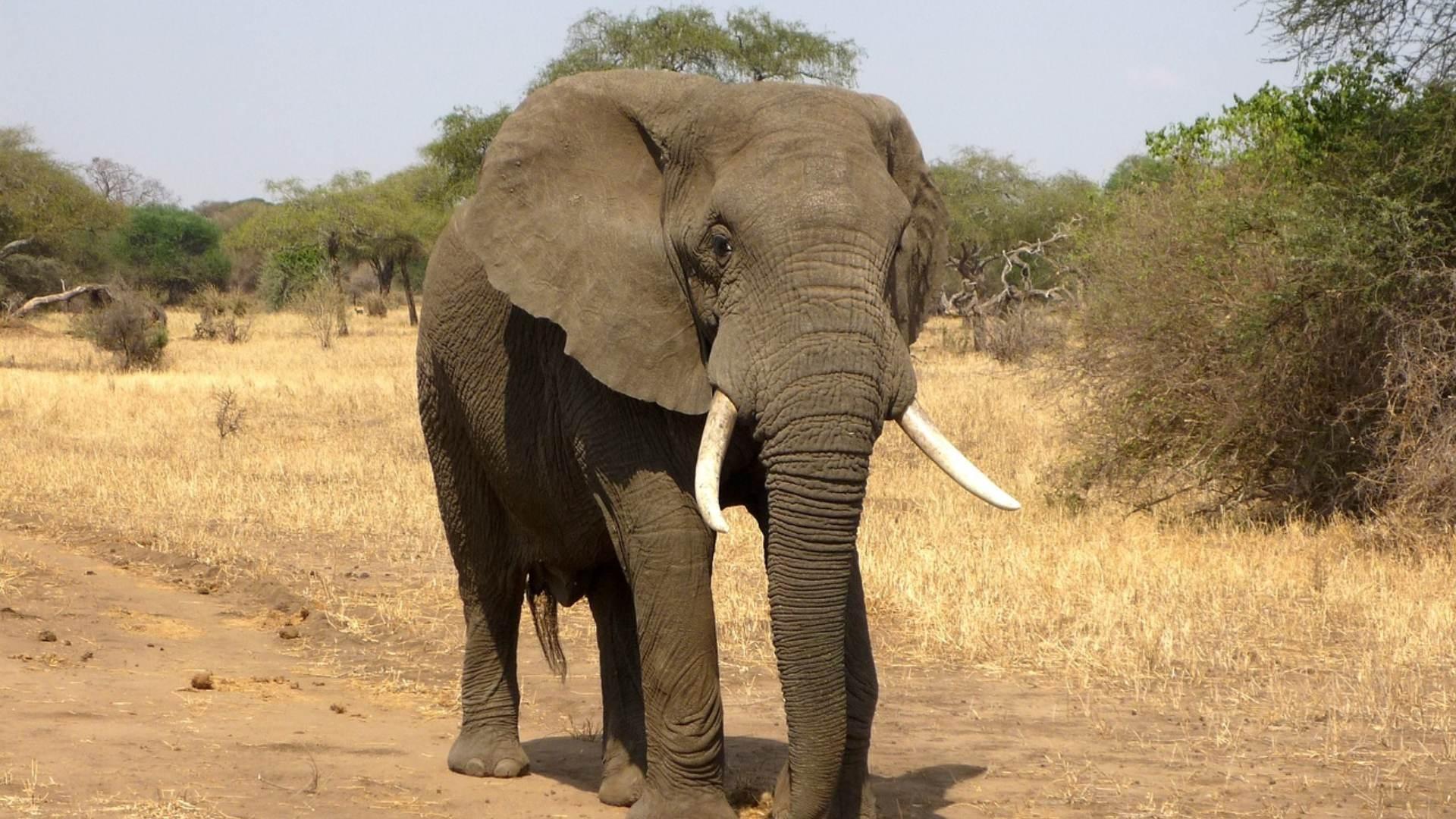 Muere Hombre Pisoteado y Aplastado por un Elefante